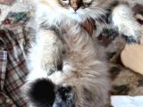 British Longhair Dişi Ny25