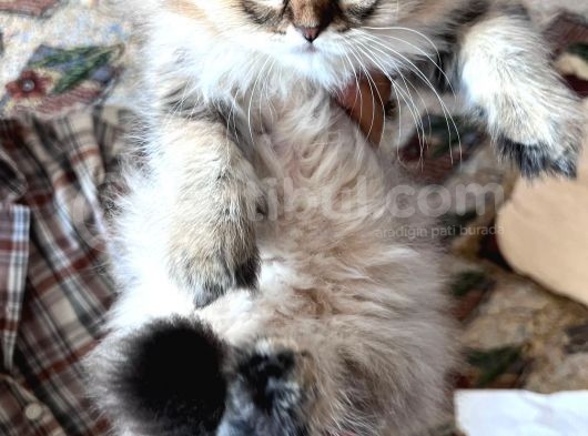 British Longhair Dişi Ny25 görsel