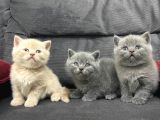 Tatlı British Shorthairlar