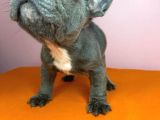 Sıfır Burun French Bulldog Blue