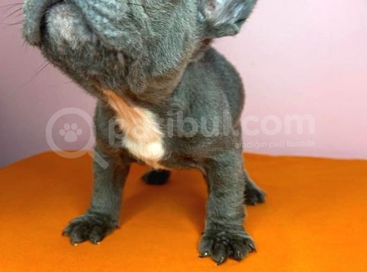 Sıfır Burun French Bulldog Blue görsel