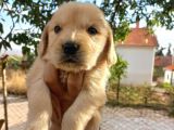Orjinal Baby Face Golden Retriever