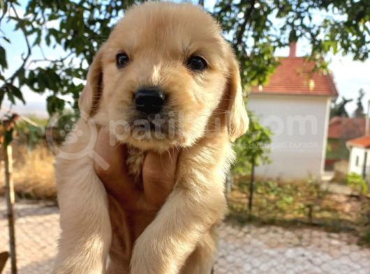Orjinal Baby Face Golden Retriever görsel