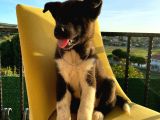 A Kalite Amerikan Akita