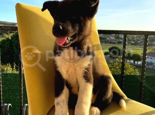 A Kalite Amerikan Akita görsel