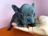 Sıfır Burun French Bulldog Blue
