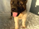 A kalite Amerikan Akita