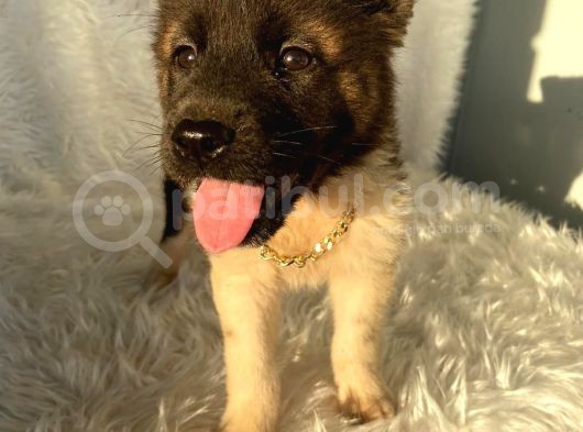 A Kalite Amerikan Akita