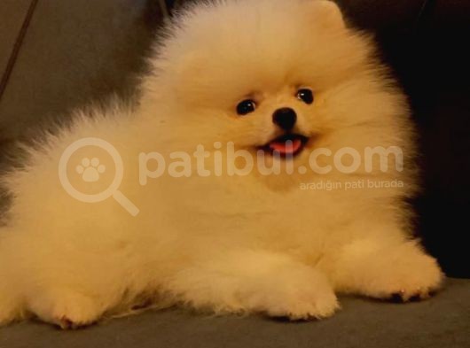 Tedy Bear Pomerian Ayı Surat Yavrularımız görsel