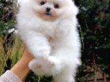 Tedy Bear Pomerian Ayı Surat Yavrularımız