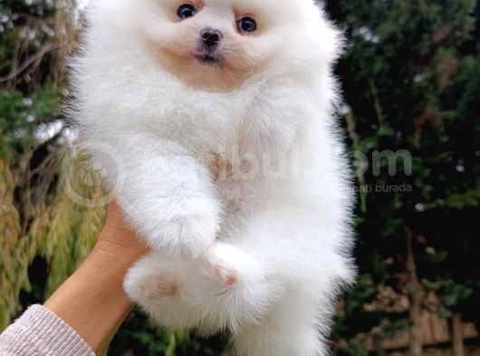 Tedy Bear Pomerian Ayı Surat Yavrularımız görsel