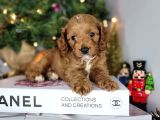 2 Aylık Dünya Güzeli Erkek Toy Poodle