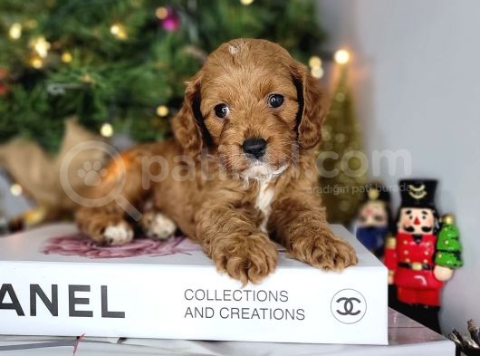 2 Aylık Dünya Güzeli Erkek Toy Poodle görsel