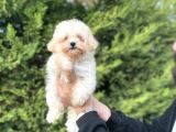 Teacup Malti̇poo Orji̇nal Mi̇ni̇ Boy