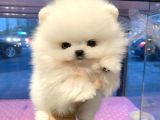 Pomeranian Boo