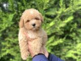 Sevi̇mli̇ Toy Poodle Yavrumuz Aşili