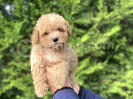 Sevi̇mli̇ Toy Poodle Yavrumuz Aşili görsel