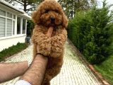 4 Aylik Di̇şi̇ Red Poodle Yavrumuz
