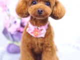 Toy Poodle Güzellikleri