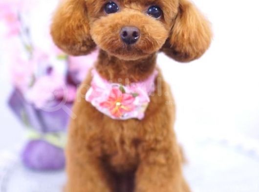 Toy Poodle Güzellikleri