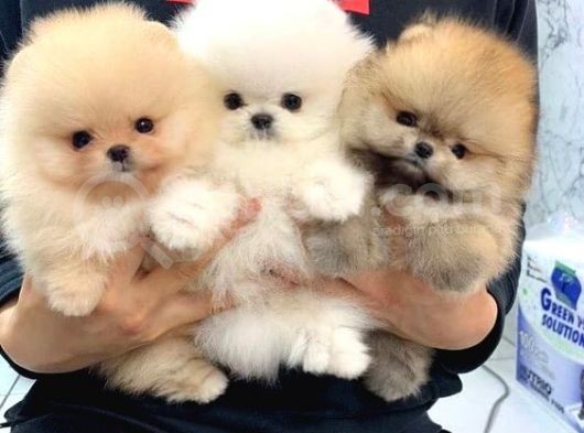 Pomeranian Boo görsel