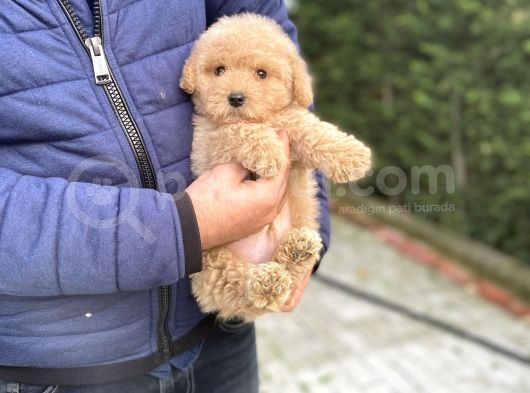 Oyuncak Poodle Bebeği̇mi̇z A Kali̇te Aşili görsel