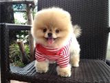 Pomeranian Boo
