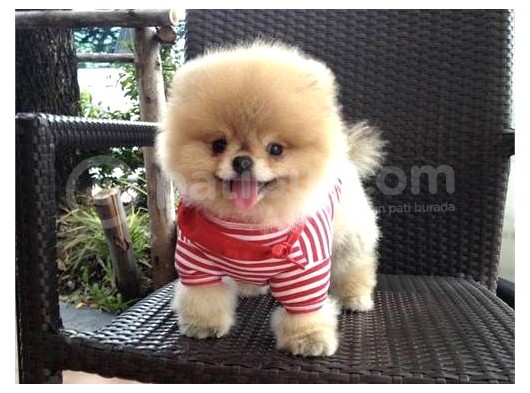 Pomeranian Boo görsel