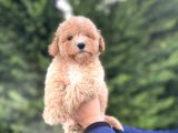 Sevi̇mli̇ Toy Poodle Yavrumuz Aşili
