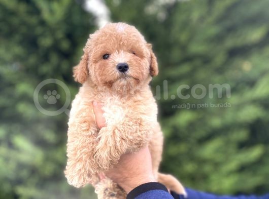Sevi̇mli̇ Toy Poodle Yavrumuz Aşili görsel