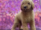 Giant Labradoodle Dev Boy