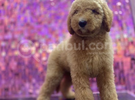 Giant Labradoodle Dev Boy görsel