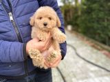 Oyuncak Poodle Bebeği̇mi̇z A Kali̇te Aşili