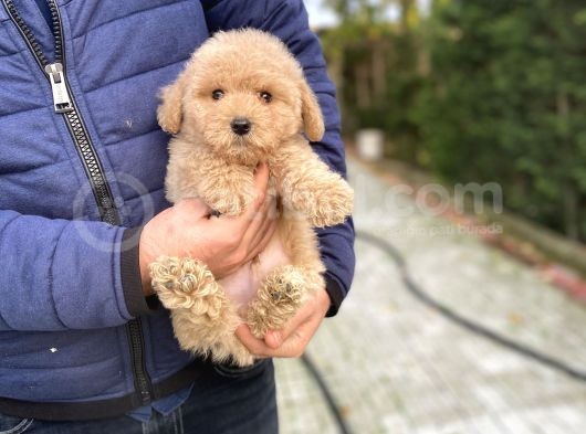 Oyuncak Poodle Bebeği̇mi̇z A Kali̇te Aşili görsel