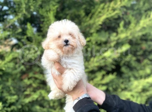 Teacup Malti̇poo Orji̇nal Mi̇ni̇ Boy