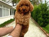 4 AYLIK DİŞİ RED POODLE YAVRUMUZ