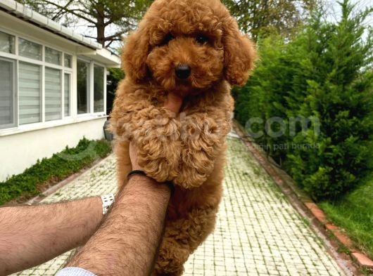 4 Aylik Di̇şi̇ Red Poodle Yavrumuz