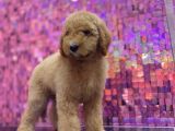 Giant Labradoodle Dev Boy