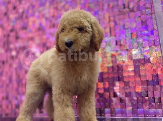 Giant Labradoodle Dev Boy görsel