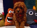 Kaliteyi sevenlere ped eğitimli kore kan toy poodle yavrular