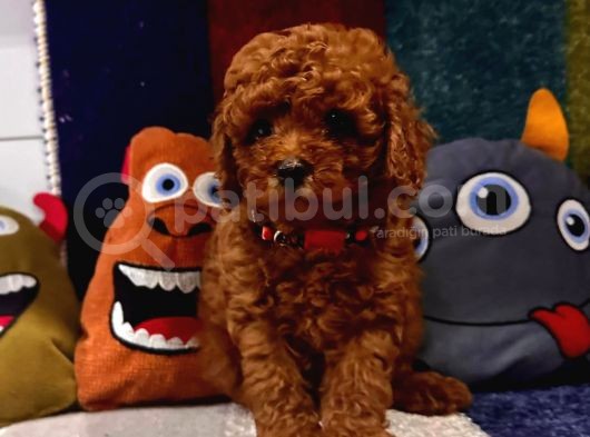 Kaliteyi Sevenlere Ped Eğitimli Kore Kan Toy Poodle Yavrular