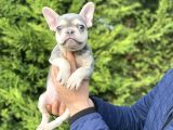 Li̇lac And Tan Özel Tenk French Bulldog