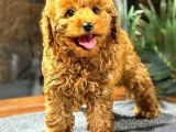Red Browntoy Poodle  Yavrularımız Yeni Yuvalarını Arıyor