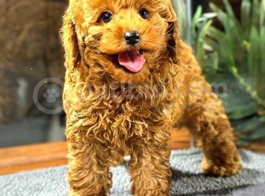 Red Browntoy Poodle  Yavrularımız Yeni Yuvalarını Arıyor görsel