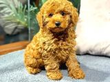 Red BrownToy Poodle  yavrularımız yeni yuvalarını Arıyor