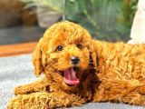 Red Browntoy Poodle  Yavrularımız Yeni Yuvalarını Arıyor