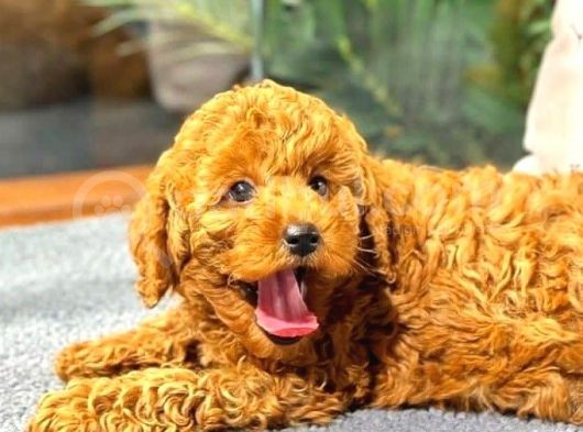 Red Browntoy Poodle  Yavrularımız Yeni Yuvalarını Arıyor görsel