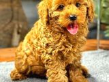 Red Browntoy Poodle  Yavrularımız Yeni Yuvalarını Arıyor