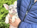 LİLAC AND TAN ÖZEL TENK FRENCH BULLDOG