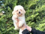 Teacup Malti̇poo Orji̇nal Mi̇ni̇ Boy